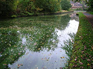 Slime on stagnant water, approaching aqueduct
