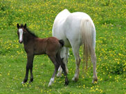 A curious foal