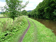 The towpath suddenly deteriorates to a narrow path