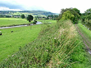 Looking down from the towpath to the River Aire