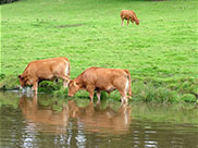 Time for a drink of canal water