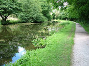 Lots of weeds and plant life in the canal