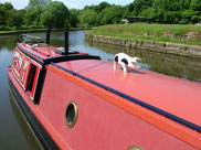 Pig on a barge