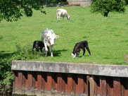 Cows and Calves