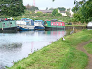 A huge bird on the towpath