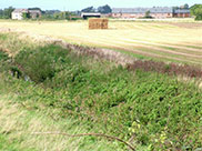 More farmland and flat landscape