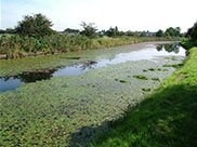 Little used canal, note plant life