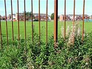 Housing at Netherton