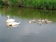 Swans and their young