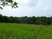 Trees and a tiny spire in the background