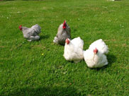 Hens in the garden