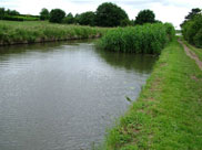 Plant life renders canal to a single lane