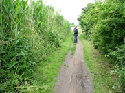 On towpath between canal plants and trees