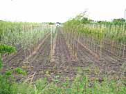 Lots of new plants on farmland next to canal