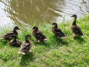 Tame ducks