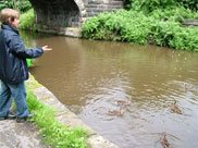 Feeding the ducks