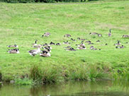 Lots of geese, thankfully they were on the other side!
