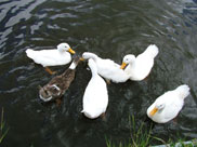 More ducks, luckily we still had lots of bread