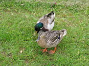 Friendly ducks