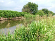 Overgrown canal towpath