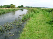 Grass towpath and plenty of plant life