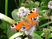 One of many butterflies in the area