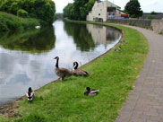 Canal wildlife