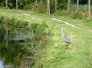 A huge bird with an enormous wingspan