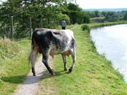 Great! A bullock to contend with